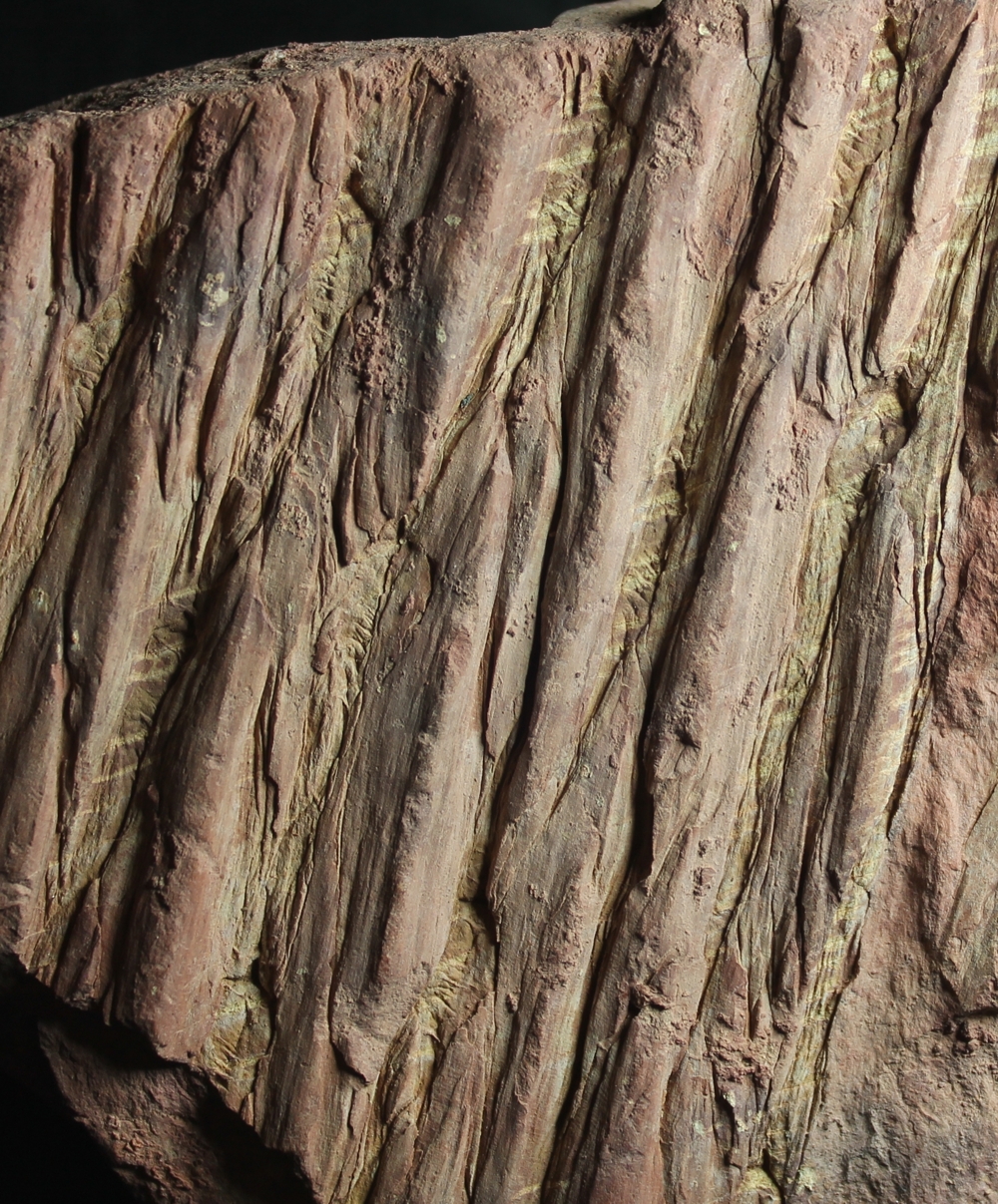  Lepidodendron wandae  