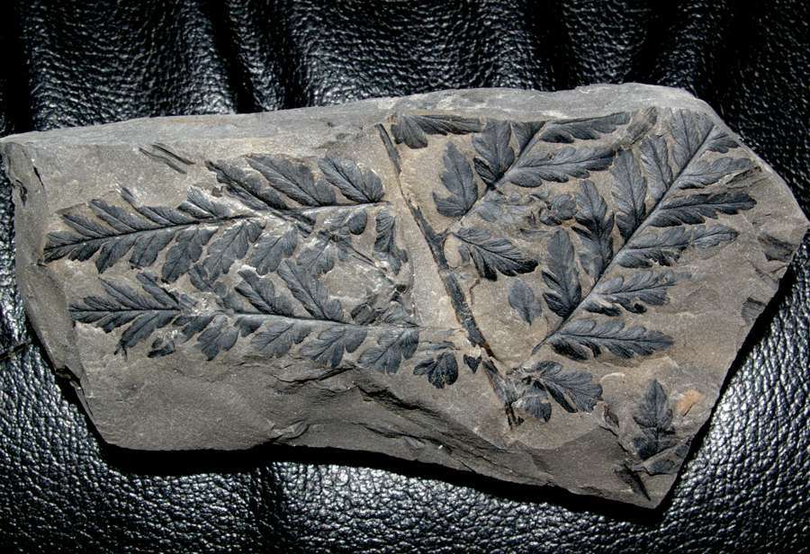  Fossil tree fern  