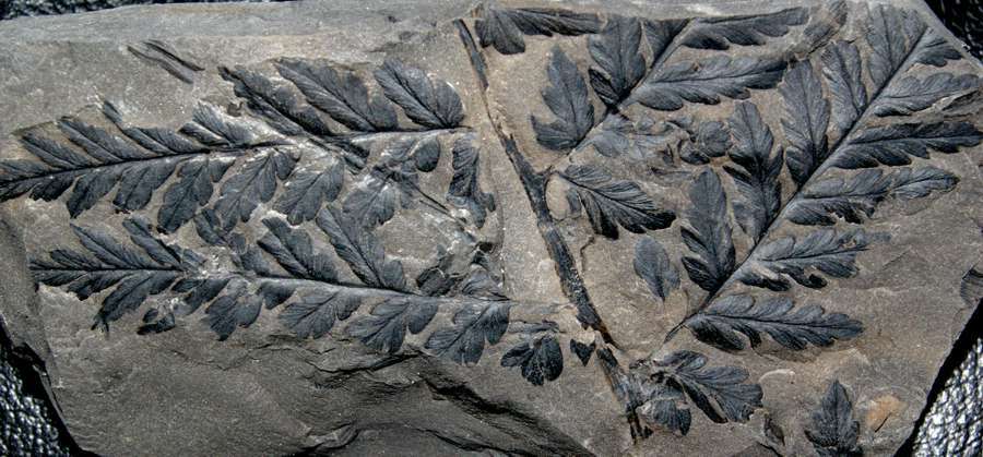  Mariopteris muricata  