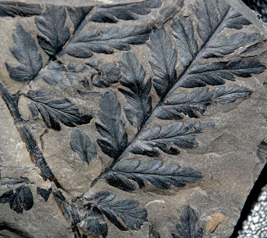  Fossil tree fern  