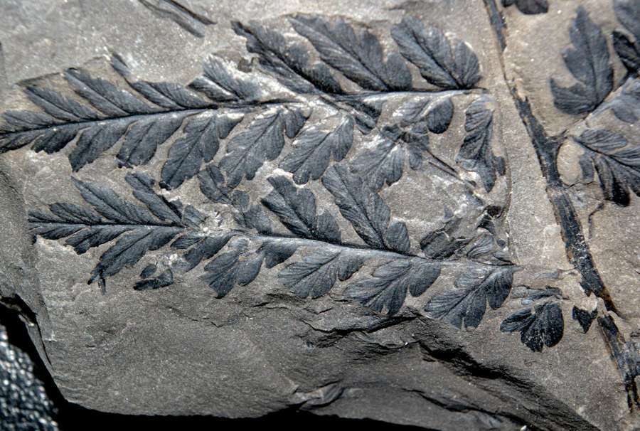  Mariopteris muricata  