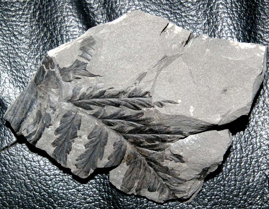  Fossil tree fern  