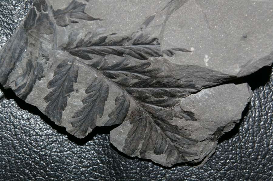  Mariopteris muricata  