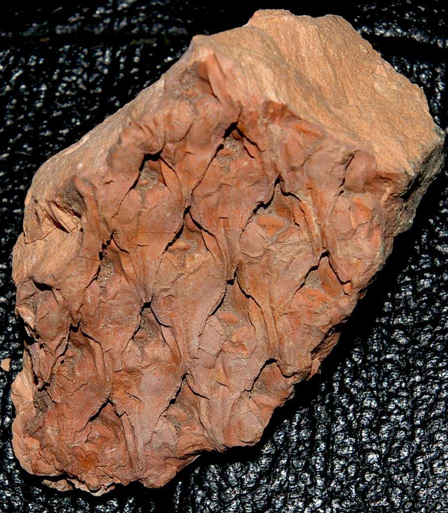  Lepidodendron aculeatum  