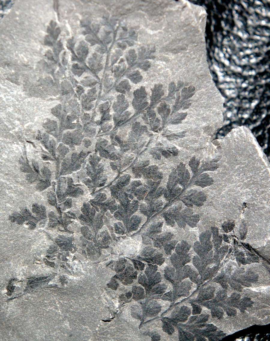  Sphenopteris chaerophylloides  