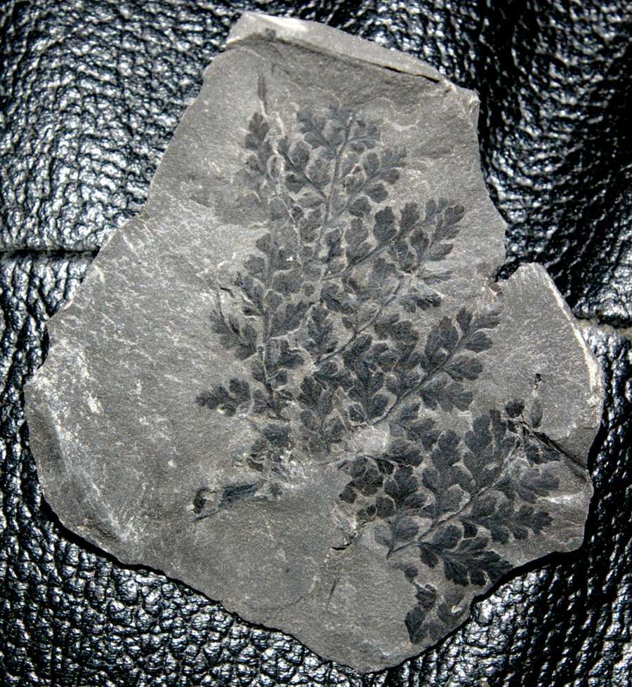  Sphenopteris chaerophylloides  