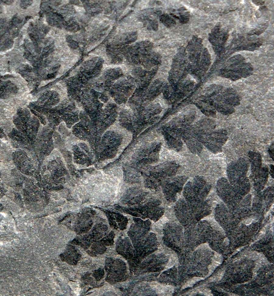 Karbon Fossilen Pflanze, Sphenopteris chaerophylloides