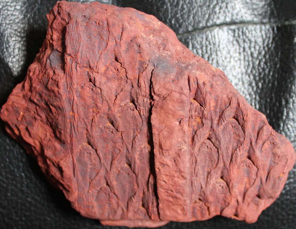  Lepidodendron  