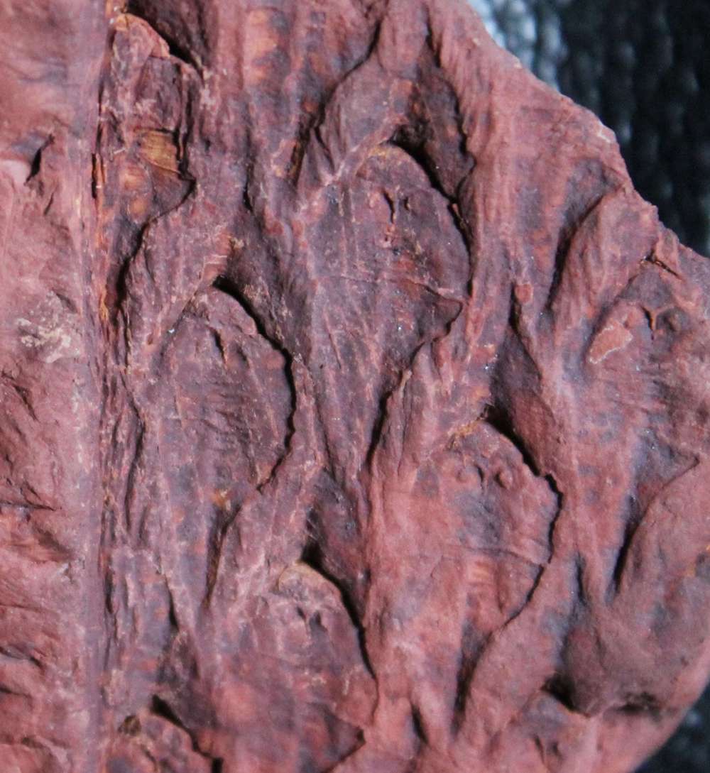  Lepidodendron  