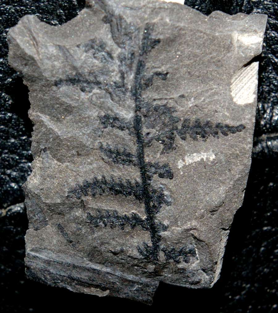 Pecopteris arborescens