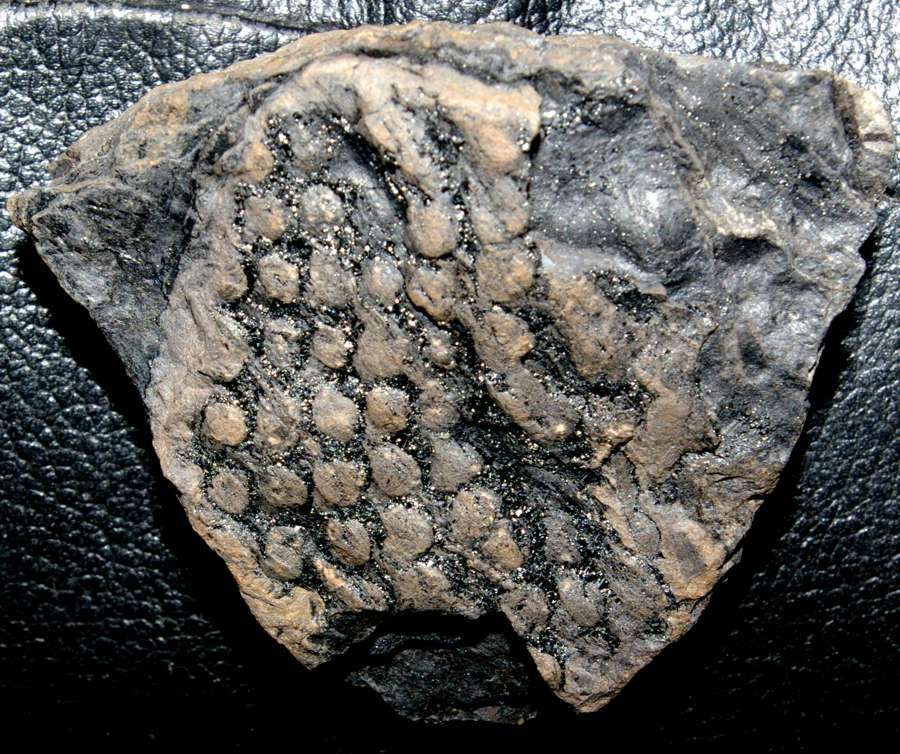 Fossil Lycopod bark