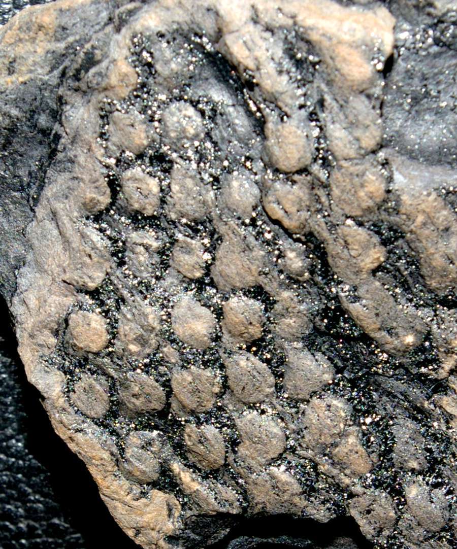 Fossil Lycopod bark