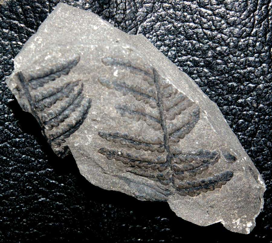 Pecopteris aspera  