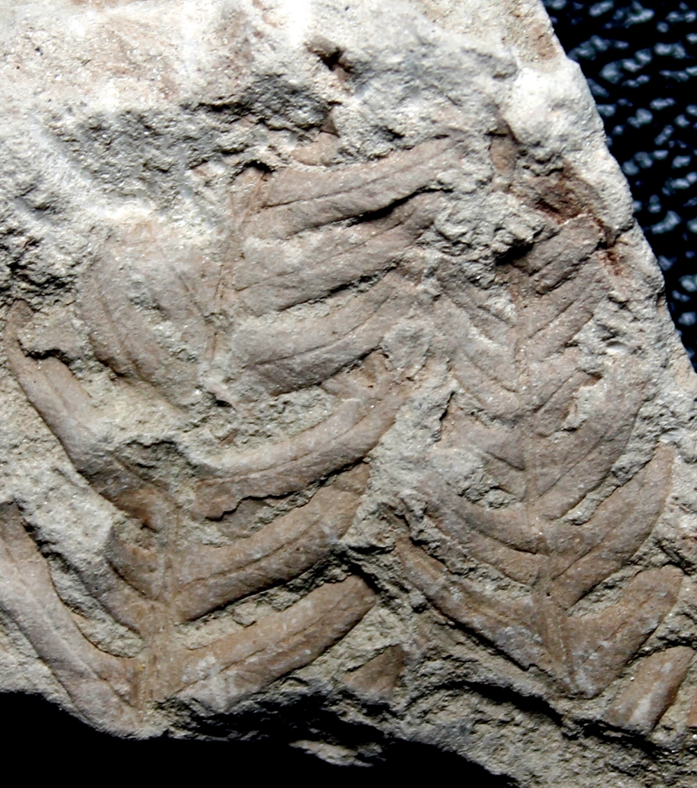  Cladophlebis bartonecii