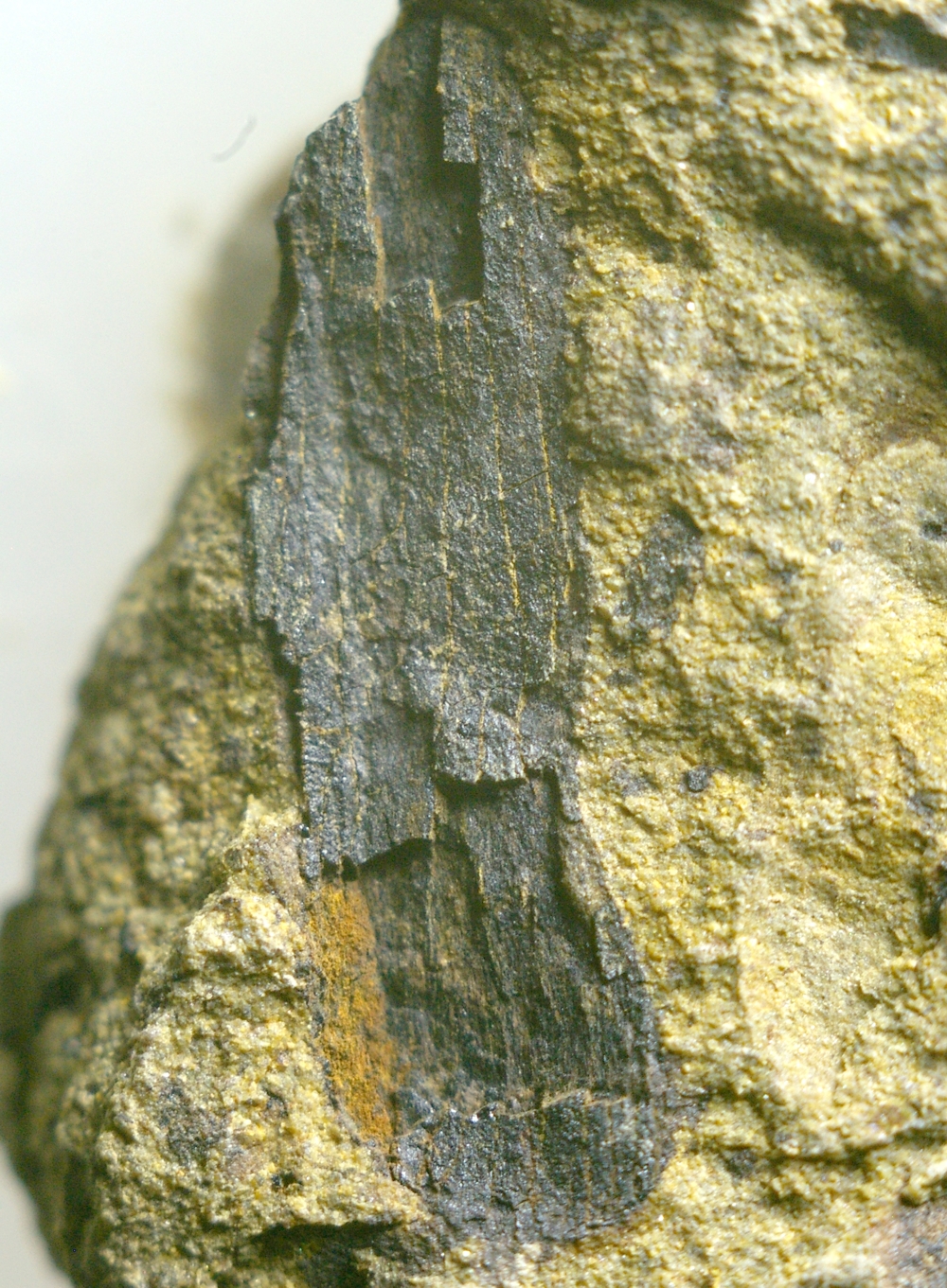 Cooksonia