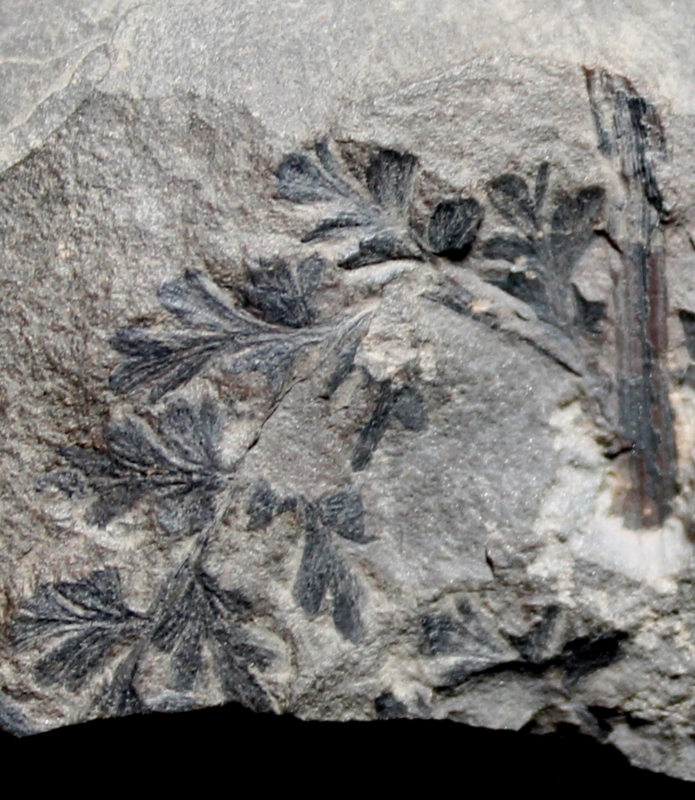  Carboniferous fern