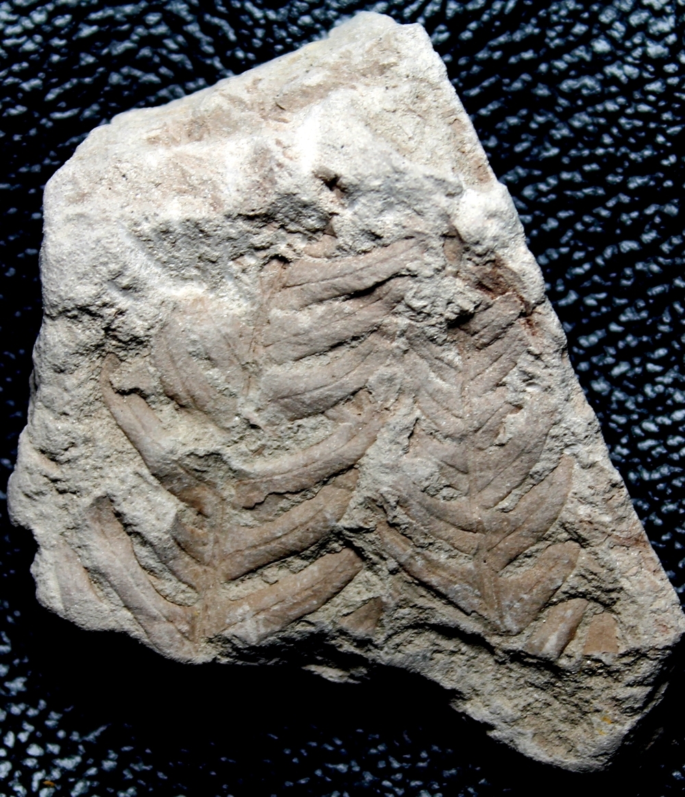  Cladophlebis bartonecii