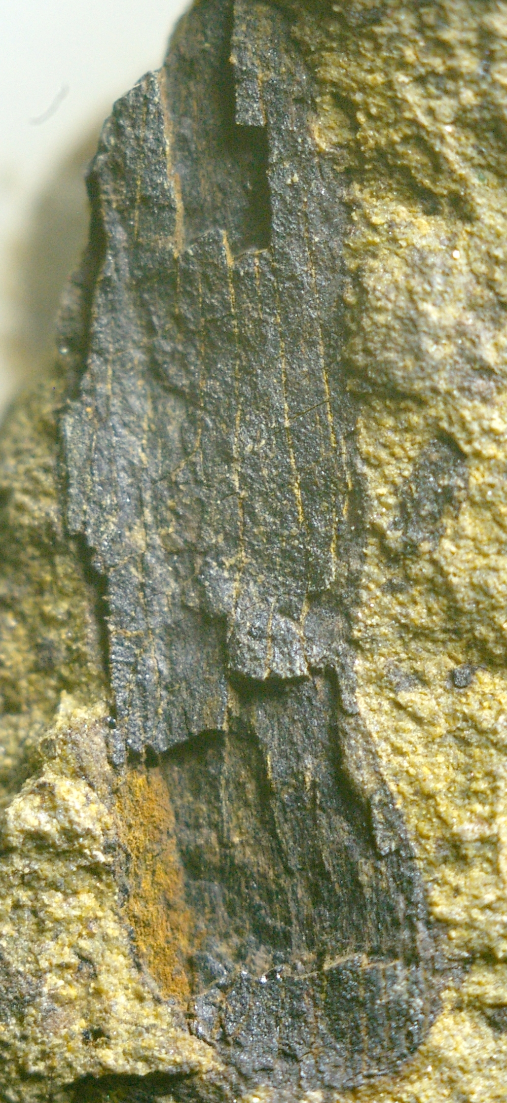 Cooksonia