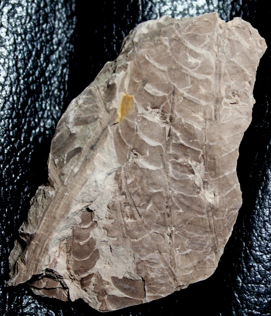 Cladophlebis haiburnensis