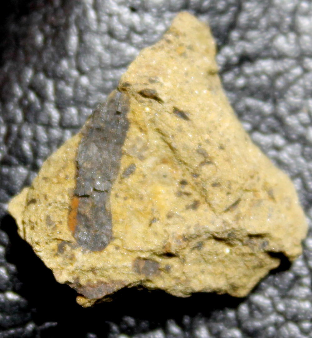 Cooksonia