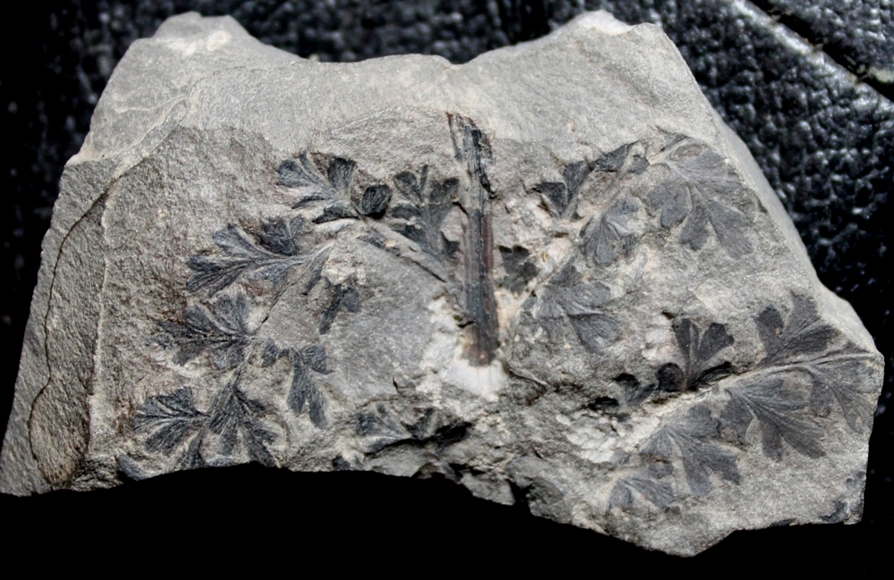  Eusphenopteris sauveuri