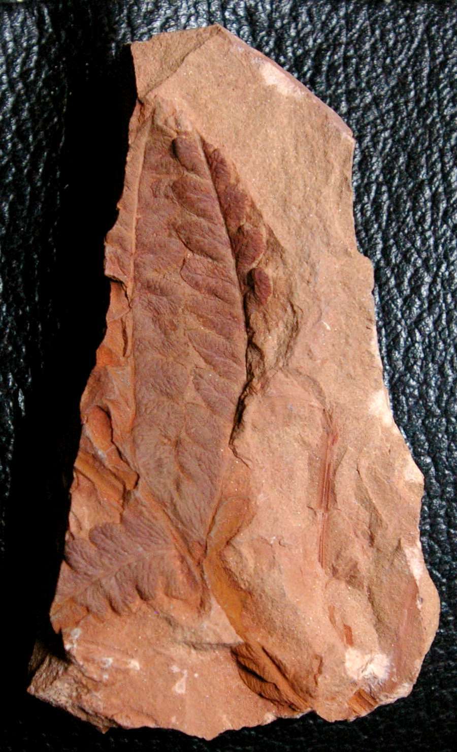 Lonchopteris rugosa