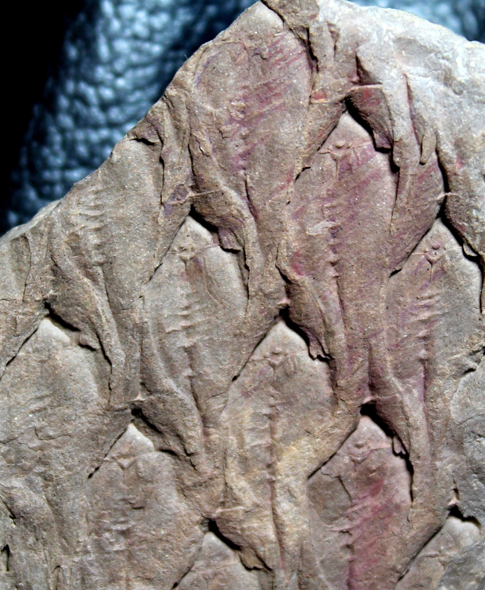 Lepidodendron aculeatum  