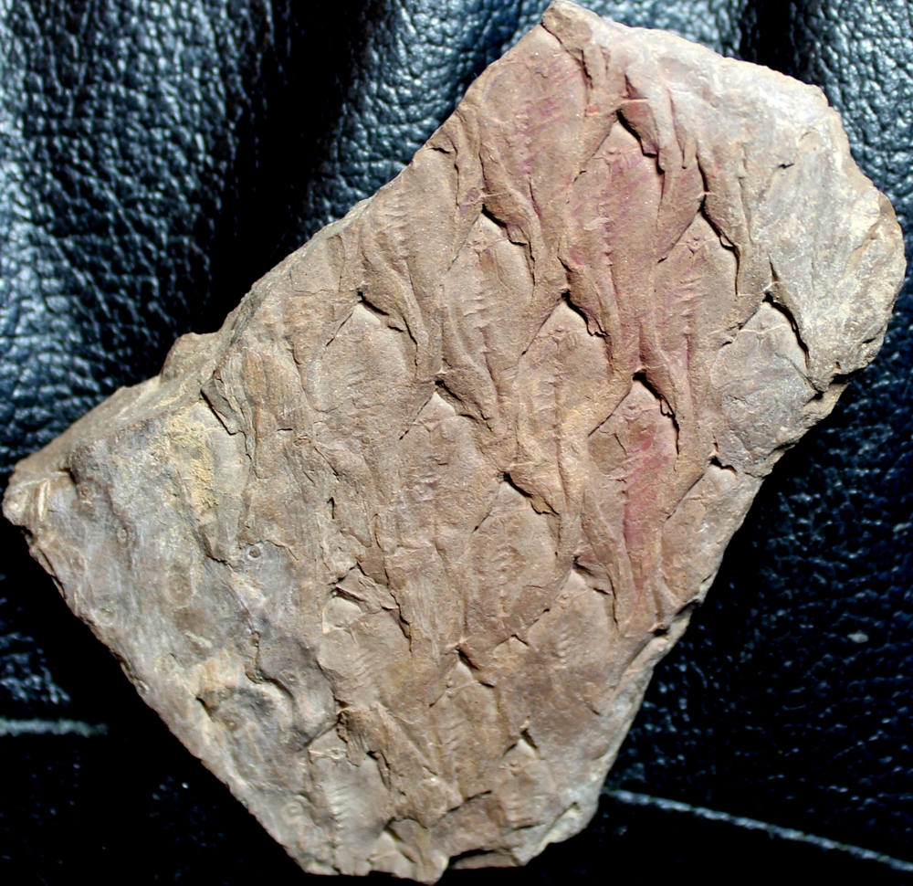 Lepidodendron aculeatum  