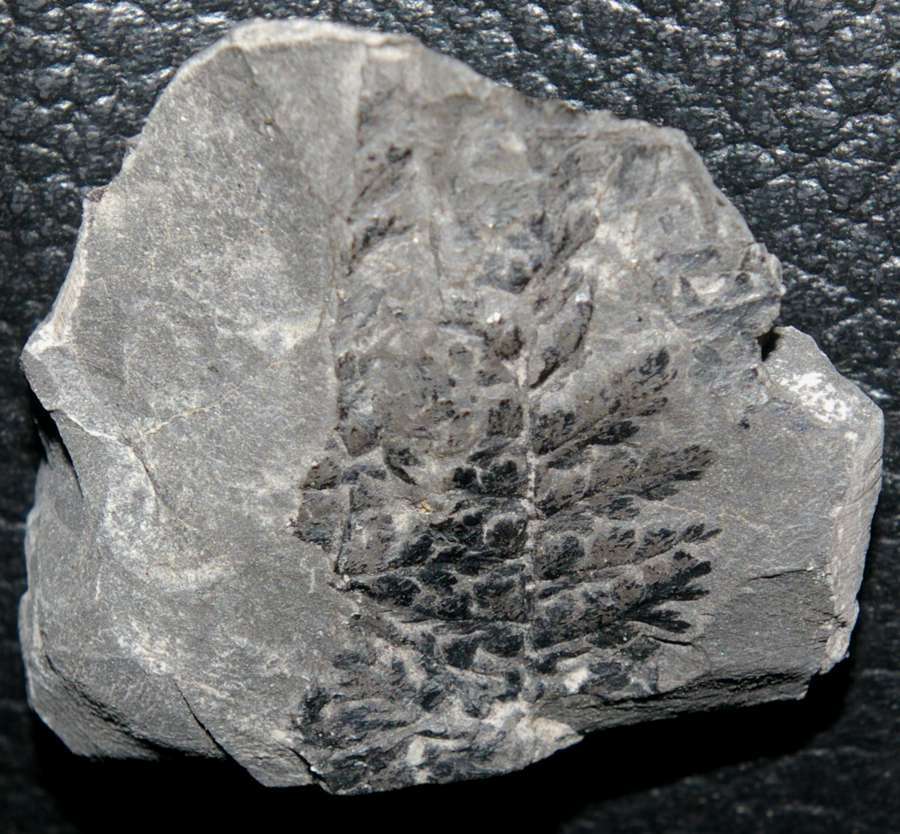 Carboniferous plant  
