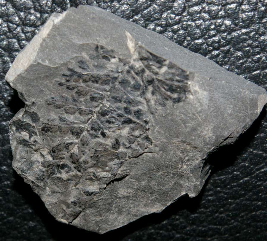 Carboniferous plant 