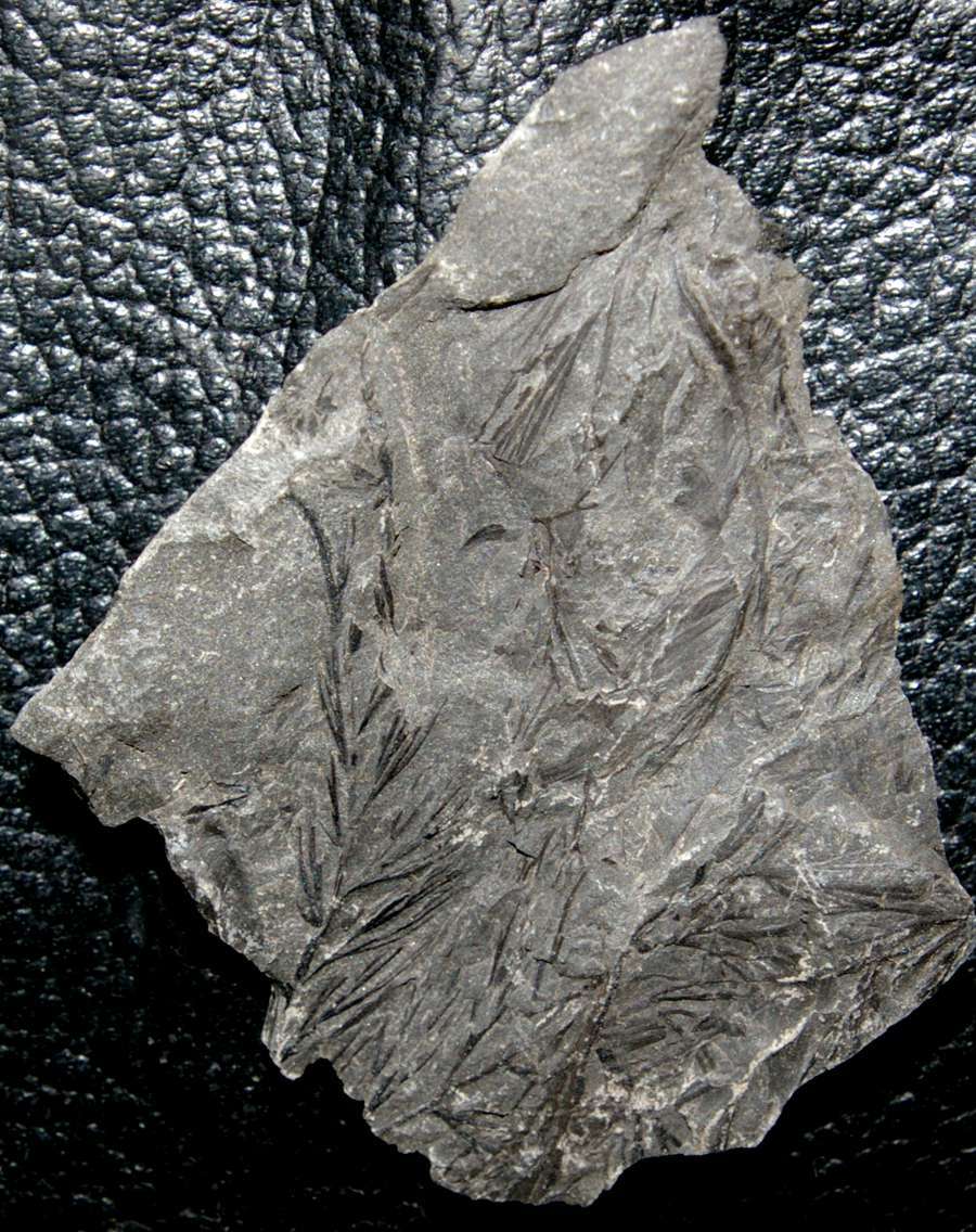 Rhodeopteridium subpetiolatum  