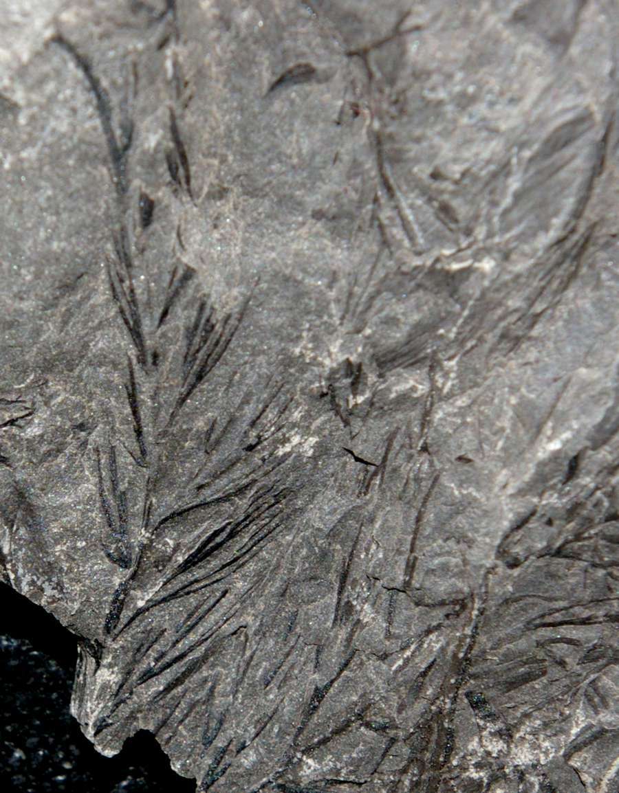 Rhodeopteridium subpetiolatum 