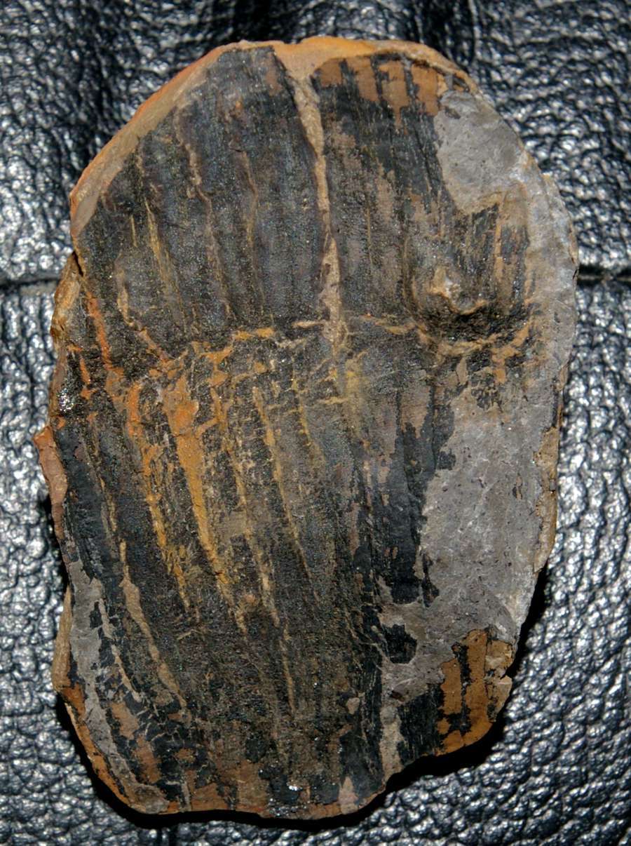 Calamites suckowi  