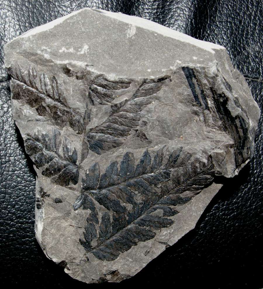 Mariopteris  