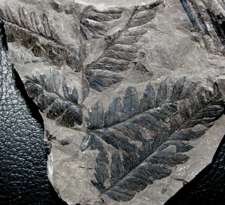 Mariopteris  