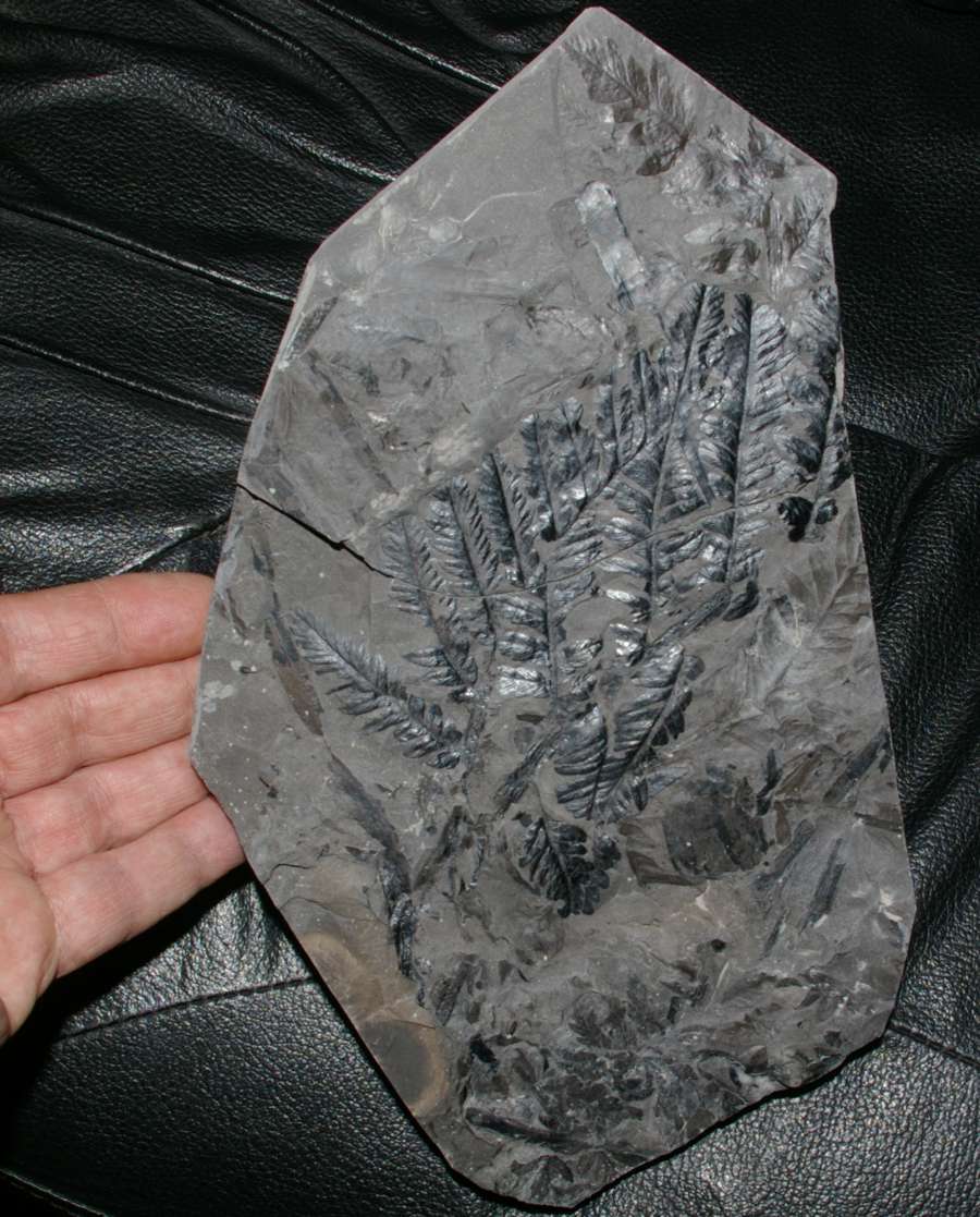 Museum quality fossil  
