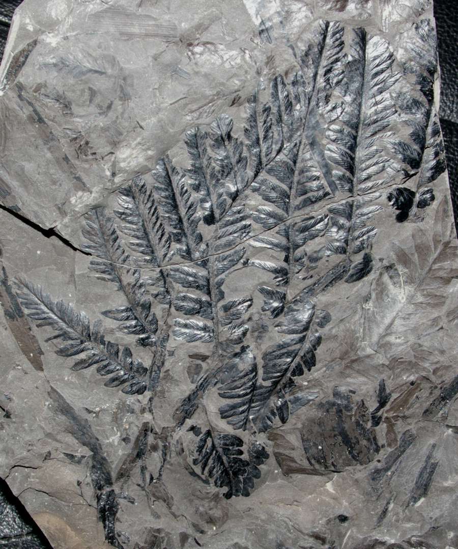 Mariopteris nervosa  