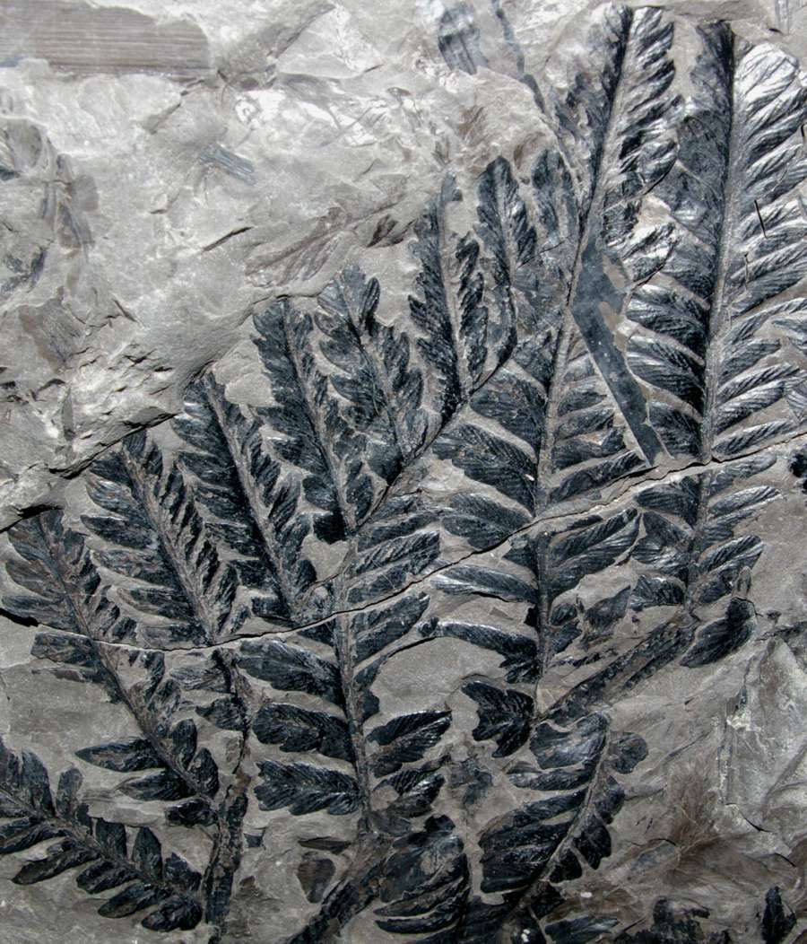 Mariopteris nervosa  