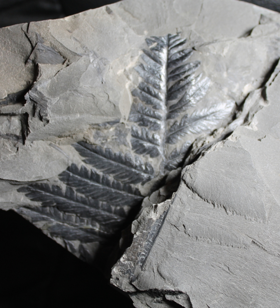 Mariopteris nervosa  