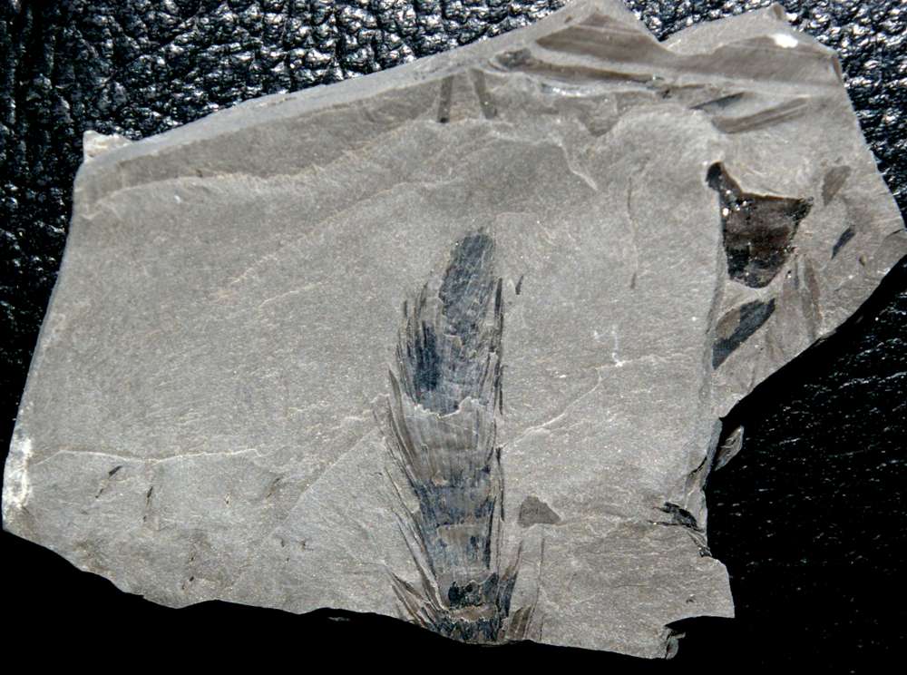 fossil Calamite cone  