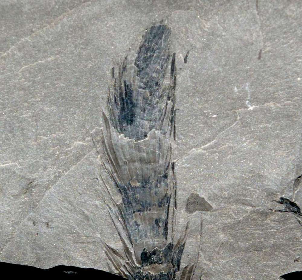 fossil Calamite cone  