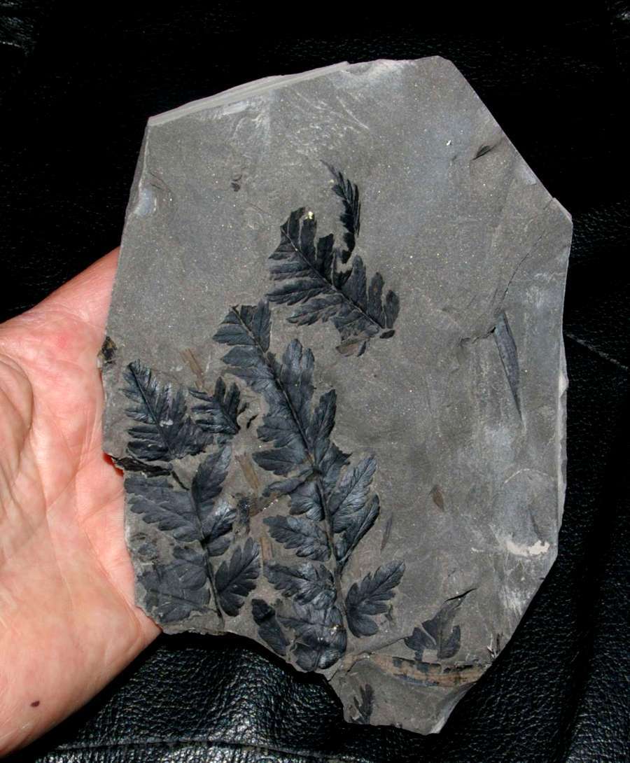 Mariopteris muricata 
