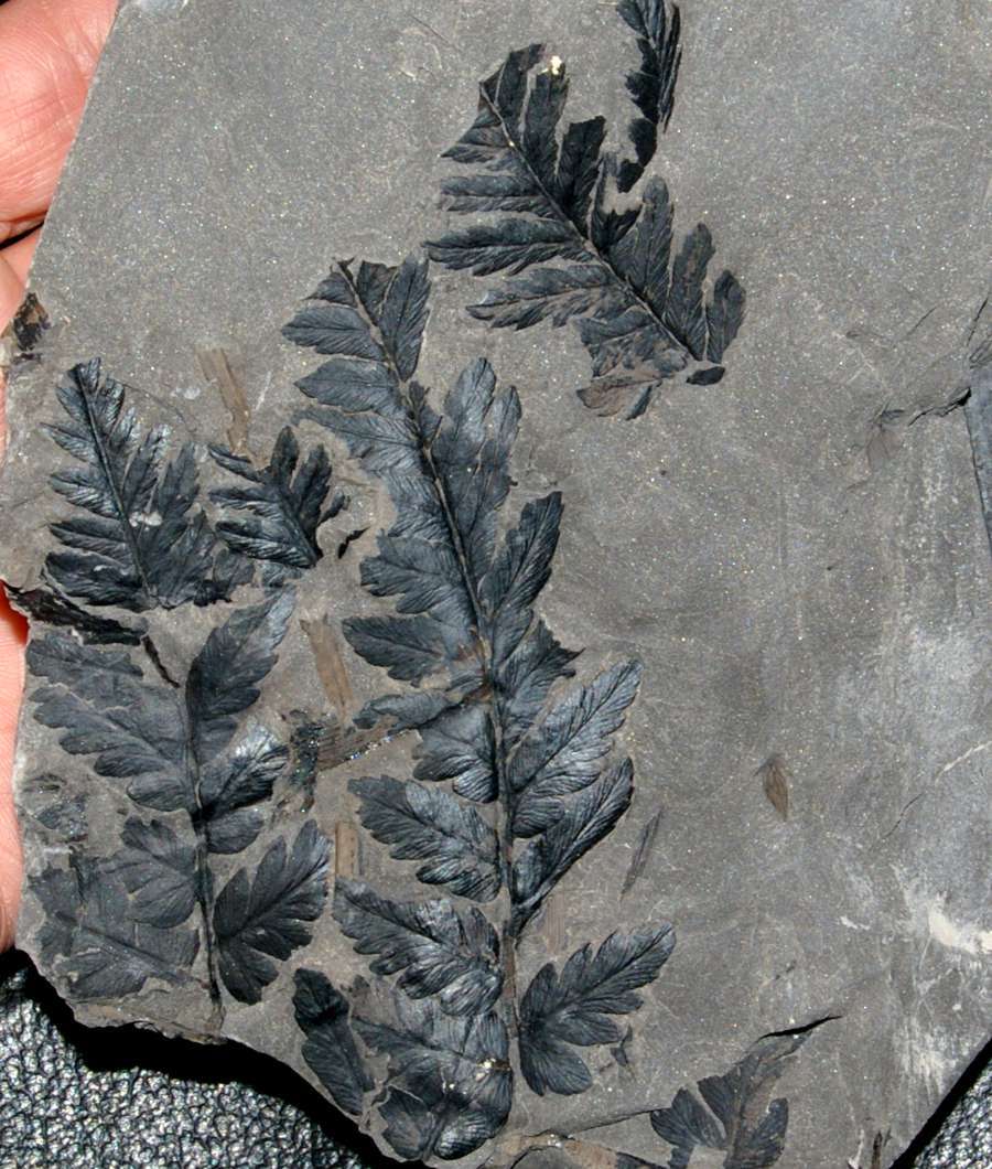 Fossil tree fern 