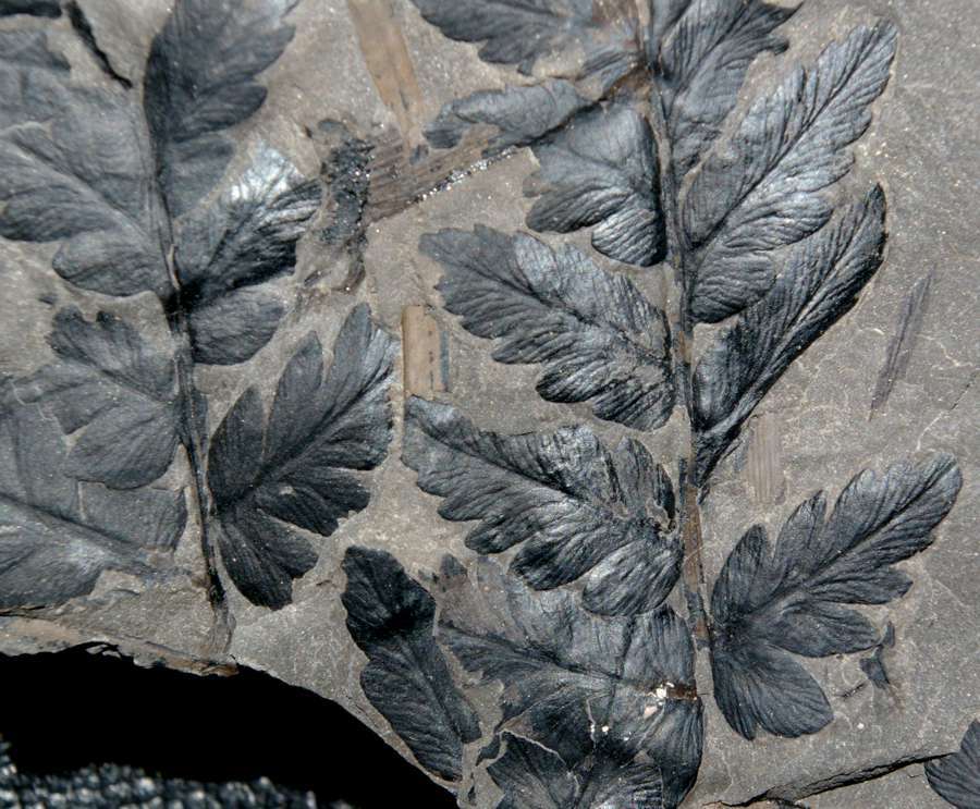 Pennsylvanian plant 