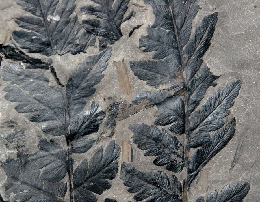 fossil plant 
