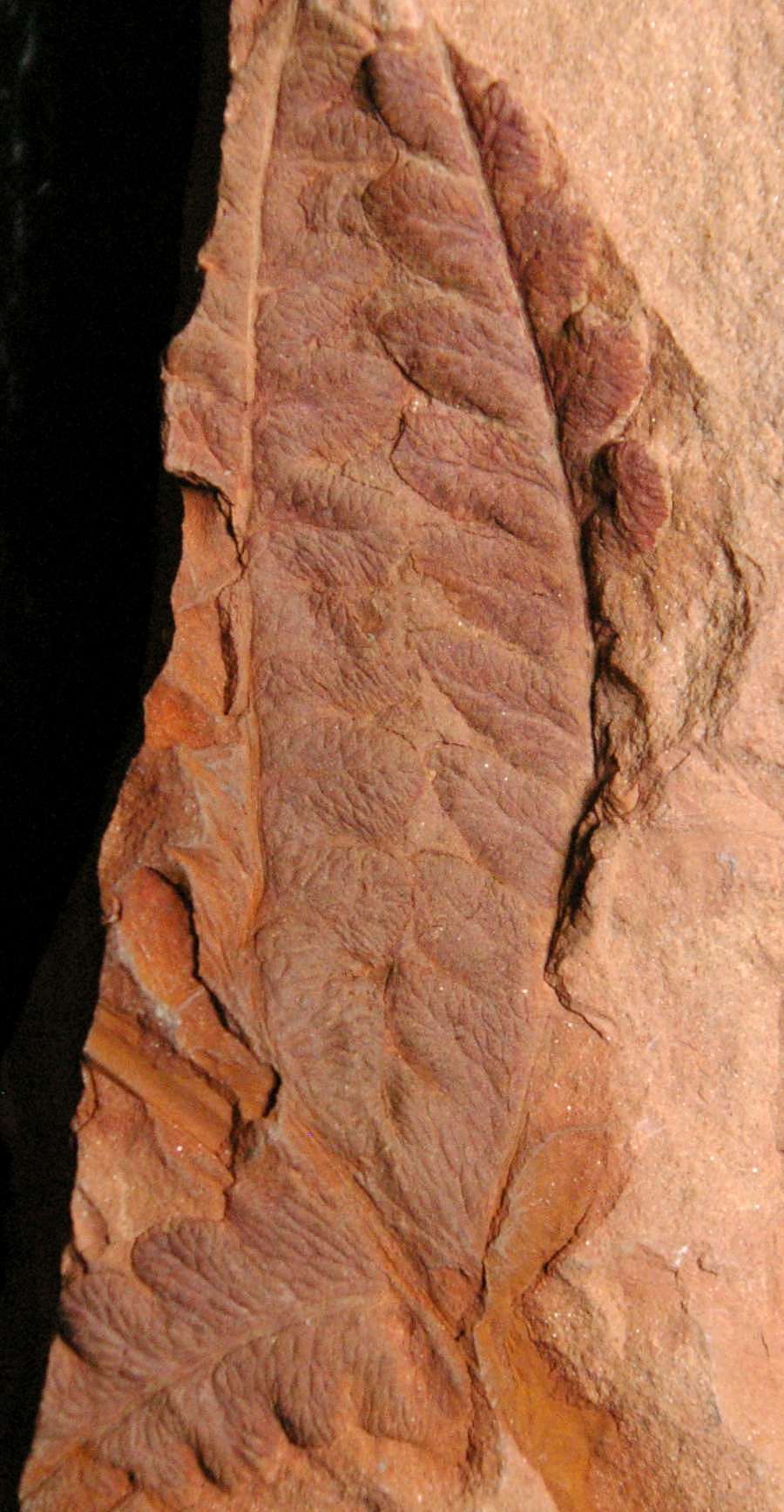 carboniferous fern