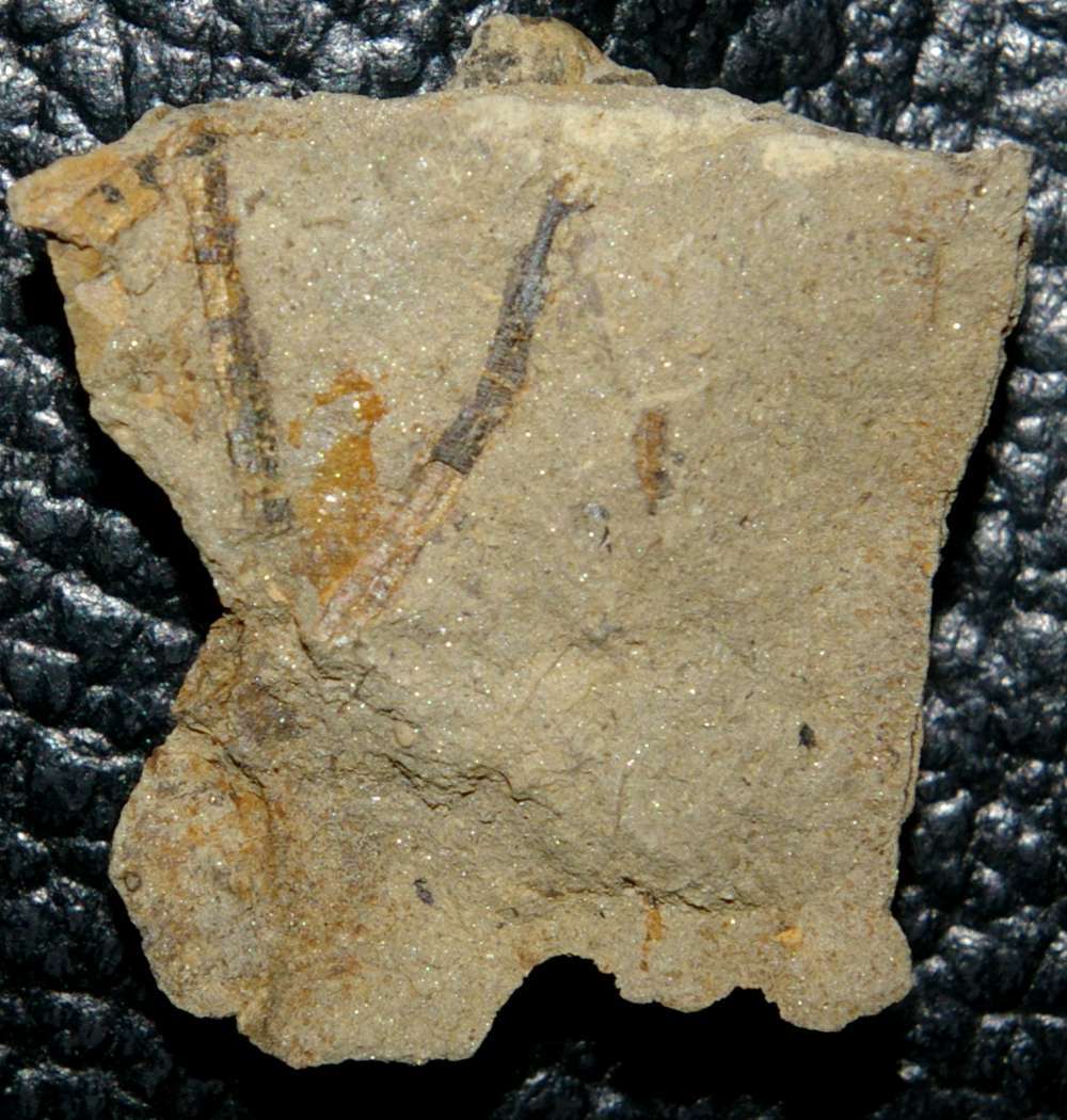 Silurian plant