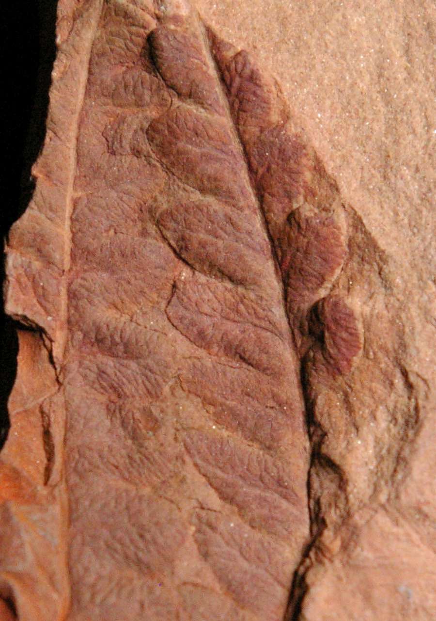 carboniferous plant
