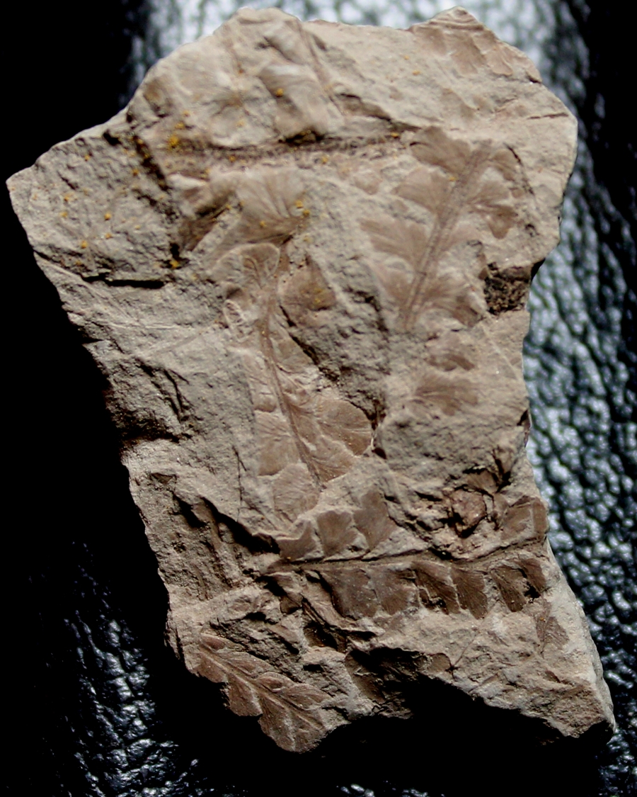  Davallia saportana