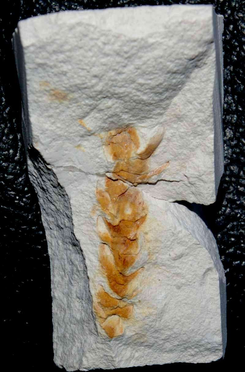 Sequoia reichenbachii 